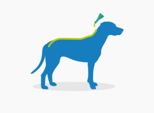 apply frontline combo