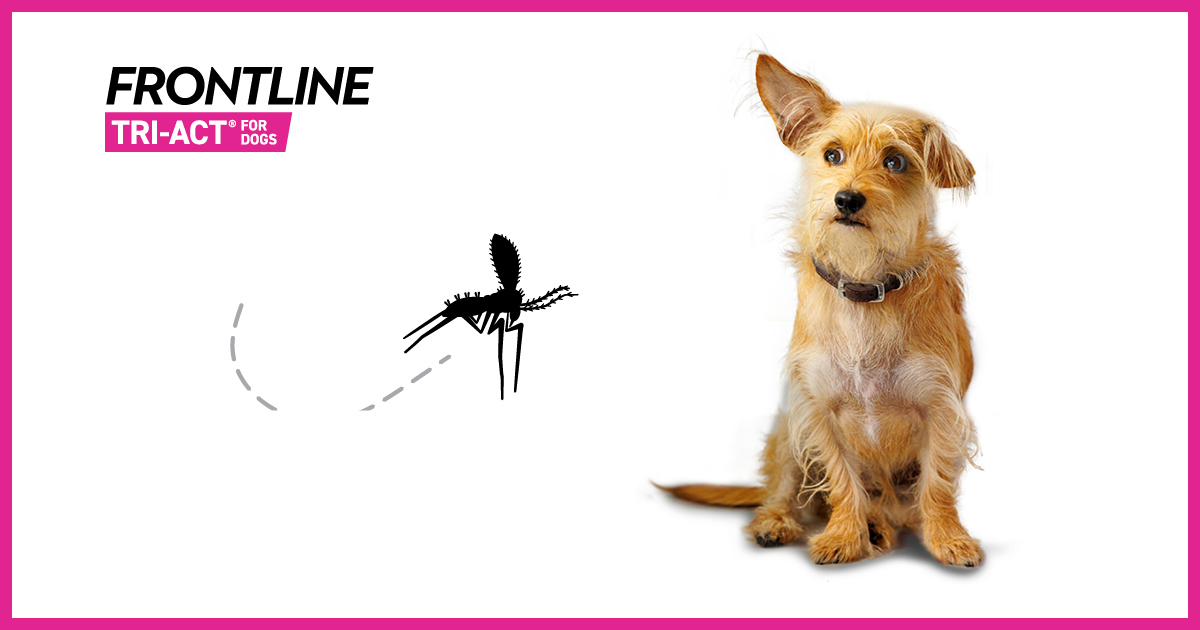 leishmania dogs image