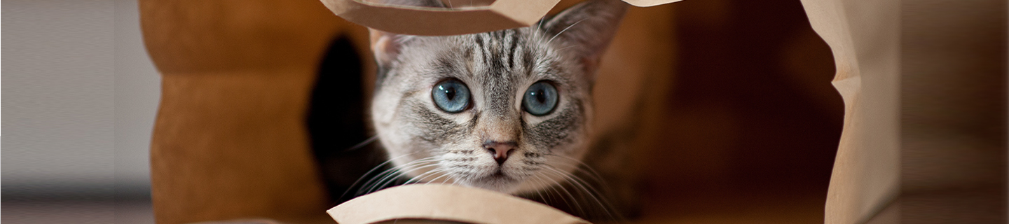 защита котки