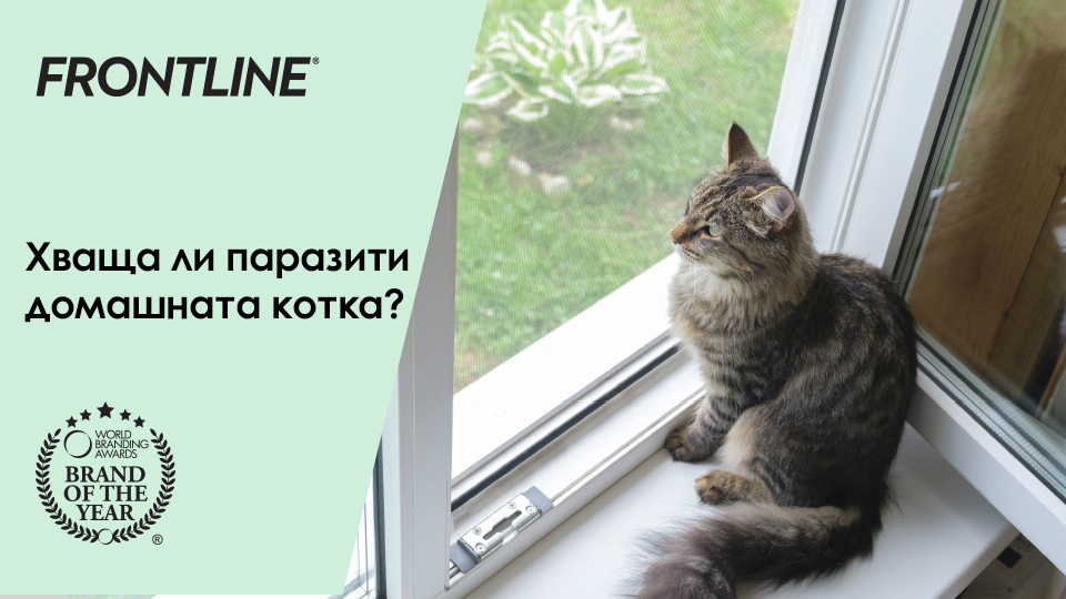 домашна котка