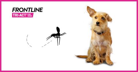 leishmania dogs image