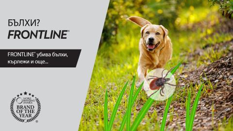 бълхи кучета