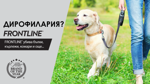 дирофилария