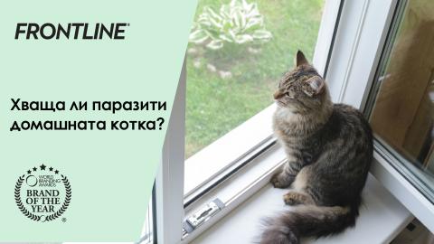 домашна котка