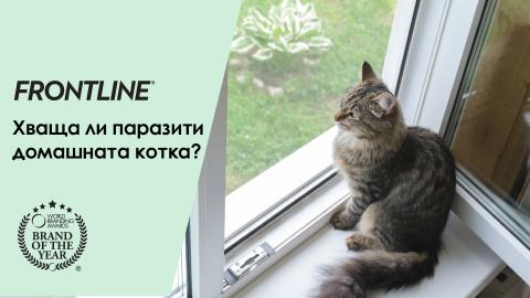 паразити котка